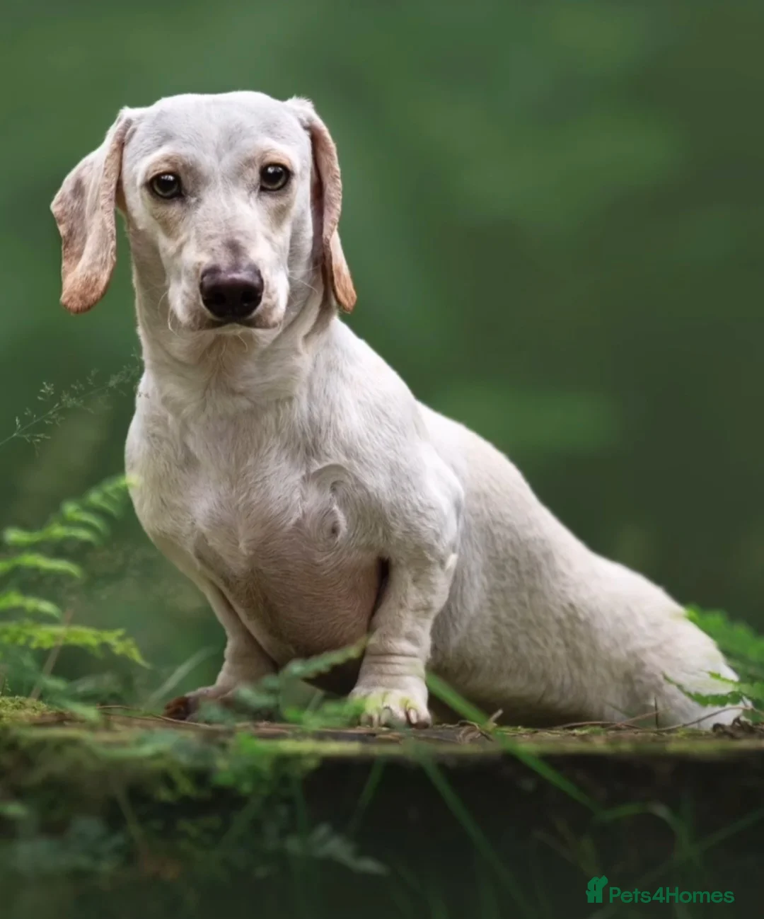 Miniature Dachshund dogs for sale: ⭐️⭐️⭐️⭐️⭐️ MINNIE×CRUZ ee EE ii II HEALTHTESTED KC - Advert 3