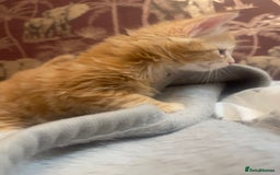 Mixed Breed cats for sale: 5 Fluffy Half Maine Coon kittens - Advert 11