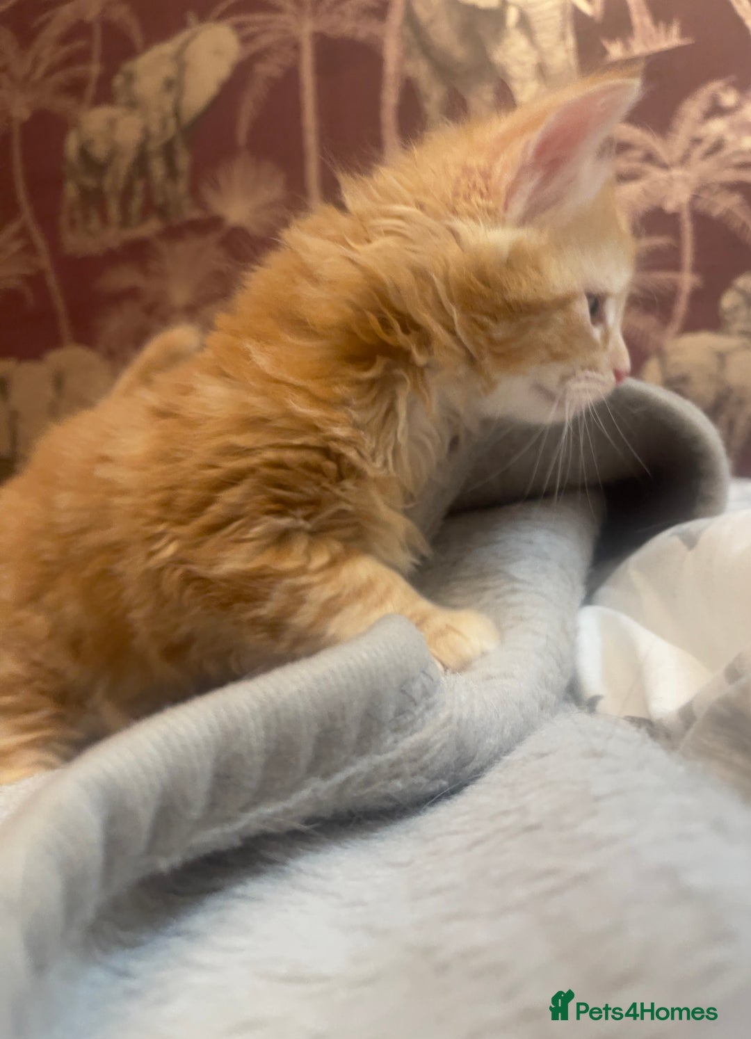 Mixed Breed cats for sale: 5 Fluffy Half Maine Coon kittens - Advert 11