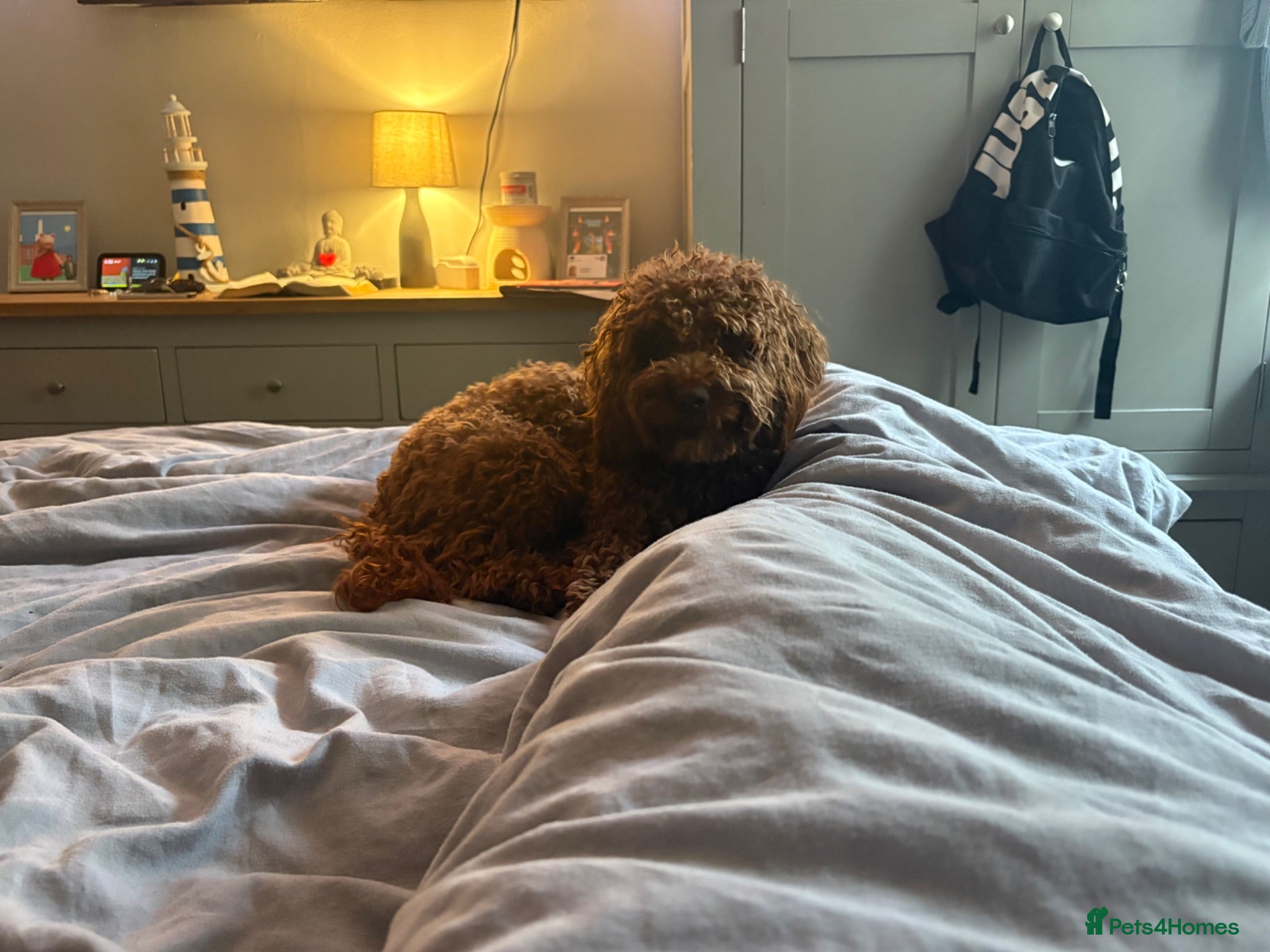 Cockapoo dogs Looking for a Stud F1 or F2 Cockapoo   - Advert 1