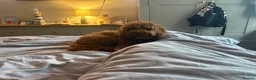 Cockapoo dogs for stud: Looking for a Stud F1 or F2 Cockapoo   - Advert 1