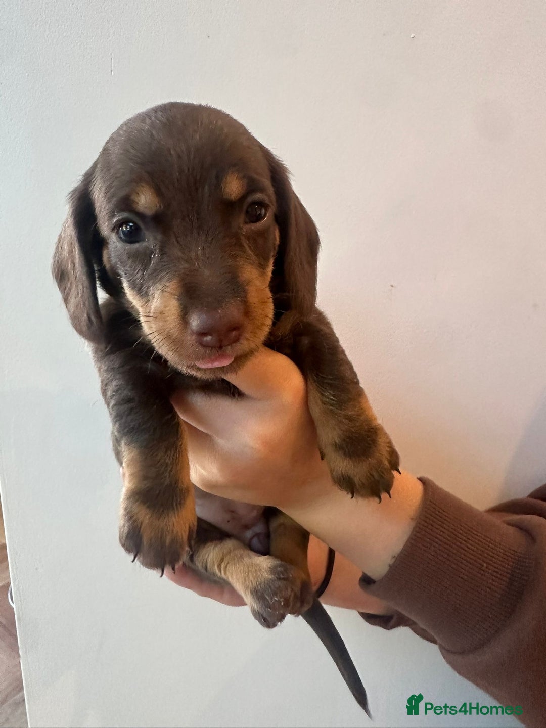 Dachshund dogs for sale: Dachshund puppies  - Advert 28
