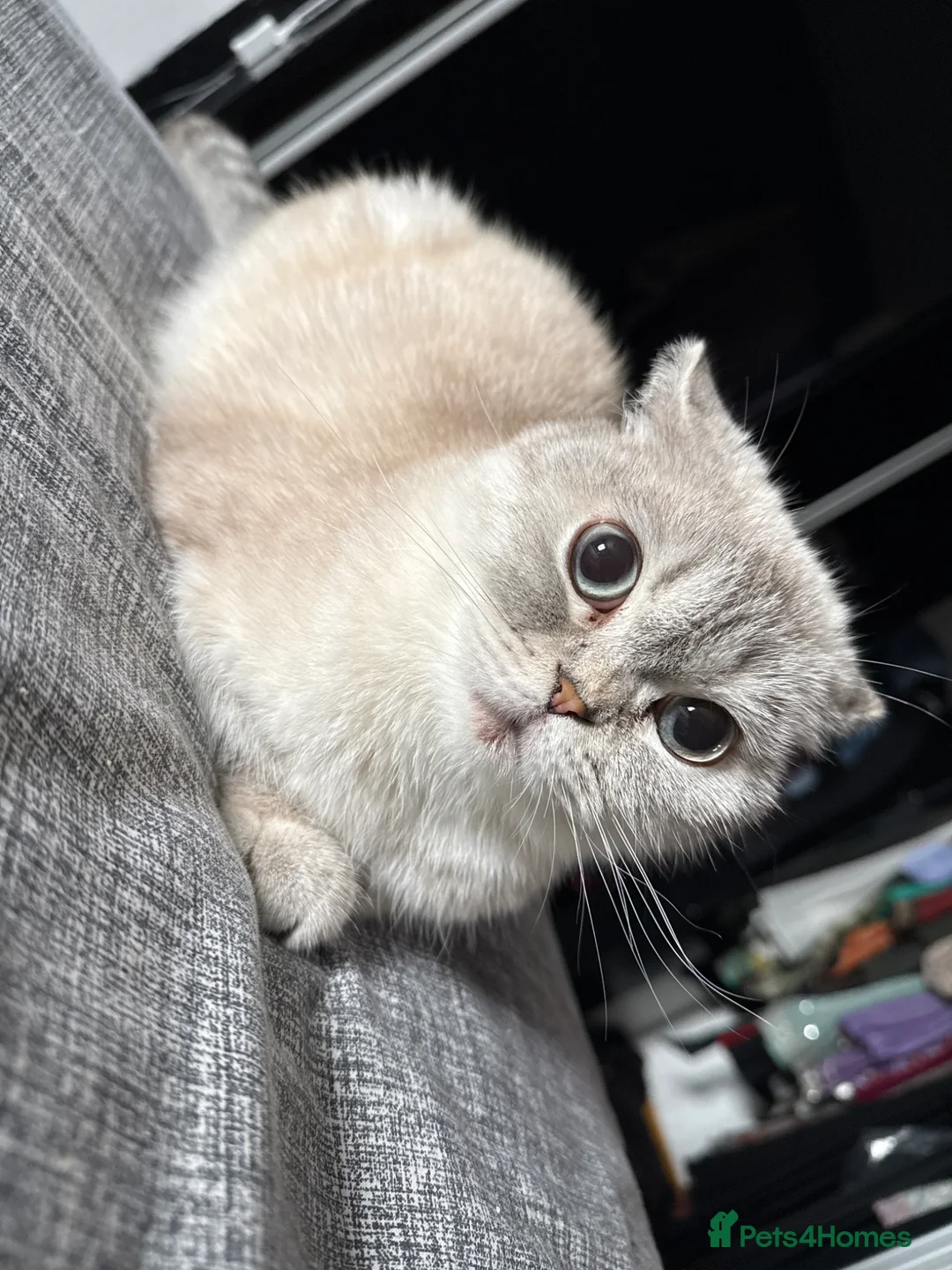 British Shorthair cats for sale: British short hair - Advert 2