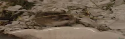 Hamster rodents for sale: Aurora - 100 Acre Hamster Rescue - Advert 4