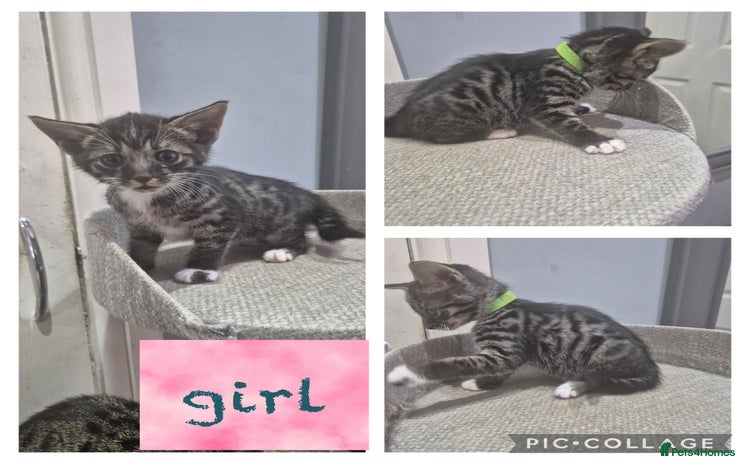 Savannah cats - Advert 1