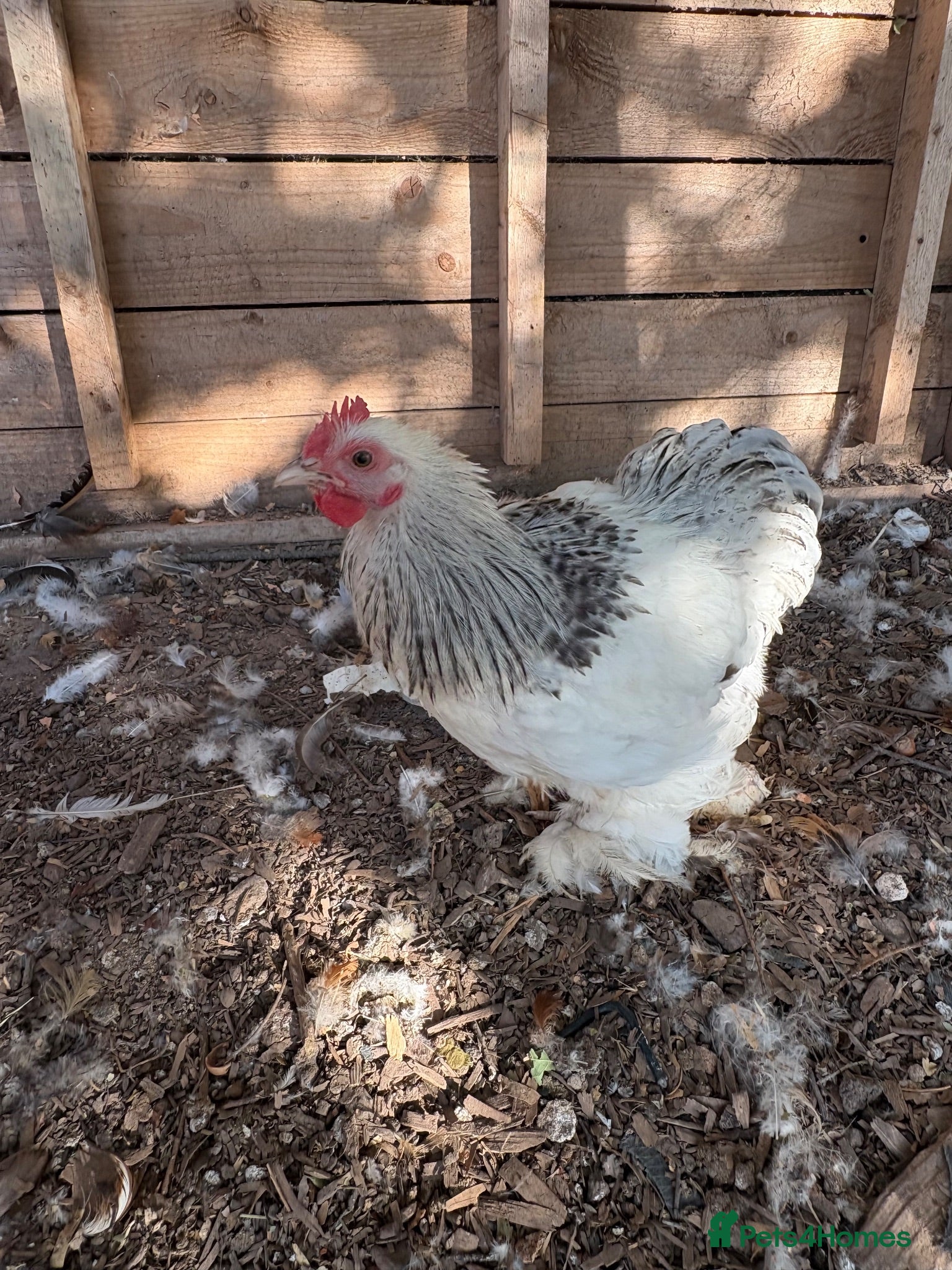 Chickens poultry Beautiful Pekin Bantam Rooster - Advert 14