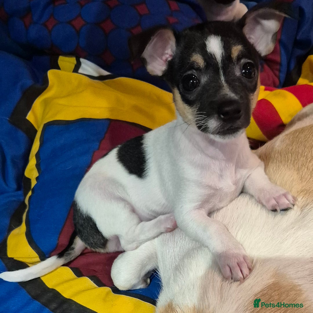 Mixed Breed dogs for sale: Jack Russell x Mini Pinscher - Advert 4