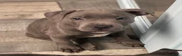 Staffordshire Bull Terrier dogs for sale: King Fury Puppies  in Liverpool - Advert 7