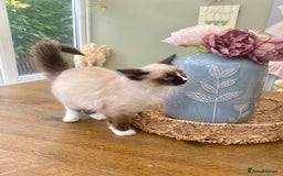 Ragdoll cats for sale: REDUCED GCCF Ragdoll-Mix – Rare & Longhaired 🐾 - Image 4