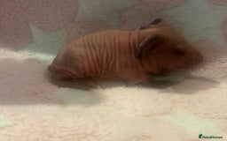 Guinea Pig rodents for sale: 🐹 Baby Sow Skinny Pigs for Sale – £130 each 🐹 - Image 2