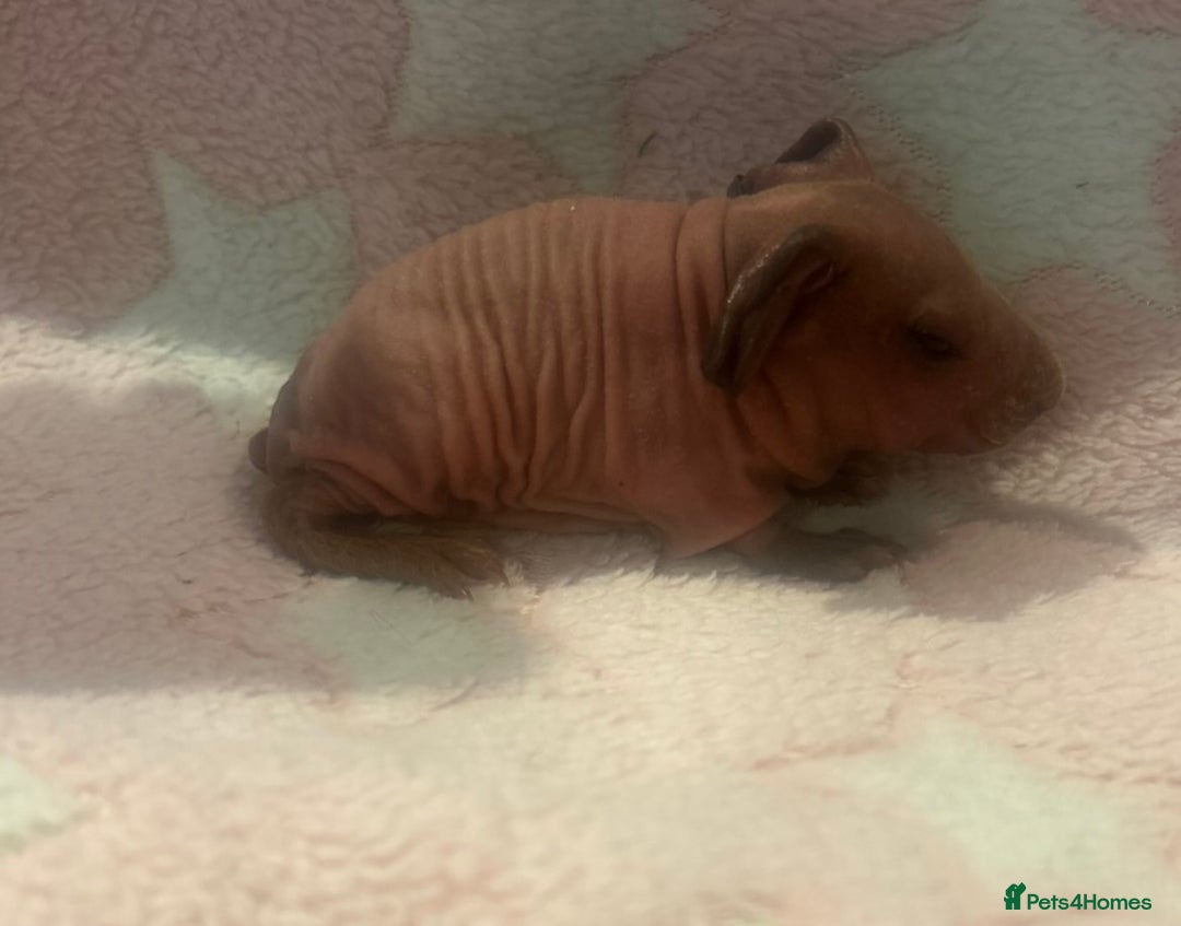 Guinea Pig rodents for sale: 🐹 Baby Sow Skinny Pigs for Sale – £130 each 🐹 - Image 2