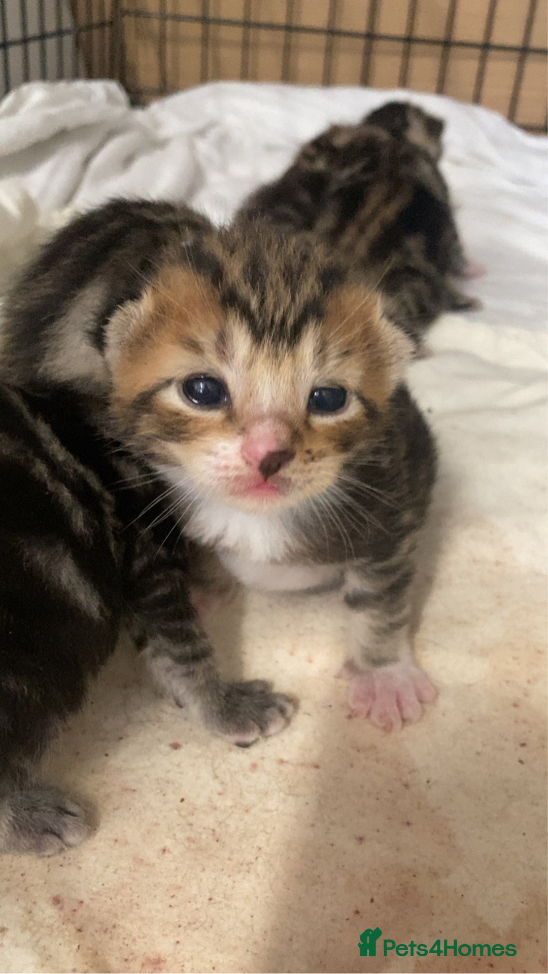 Mixed Breed cats for sale: BengalXTabby kittens LAST BOY LEFT NOW - Image 11
