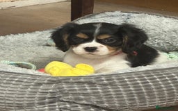 Cavalier King Charles Spaniel dogs for sale: Male KC reg & Health Tested Cavalier puppies - Image 22