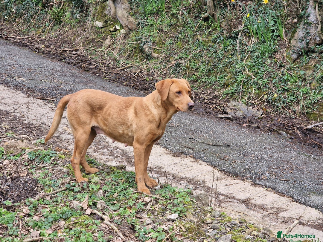 Labrador Retriever dogs for sale: exceptional dark fox red puppies - Image 7