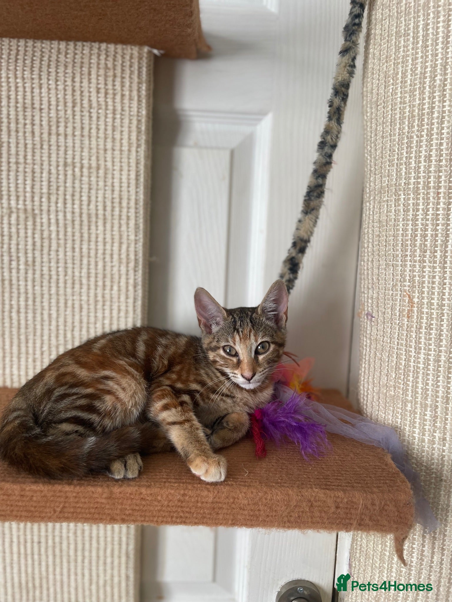 Mixed Breed cats Oriental x f5 savanna  - Advert 10