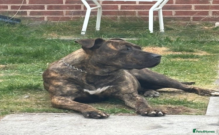 Presa Canario dogs - Advert 1