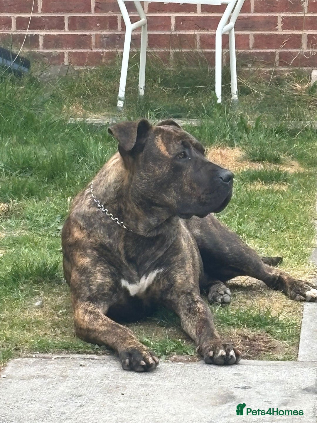 Presa Canario dogs for sale: 18 month old Presa canario  - Image 1
