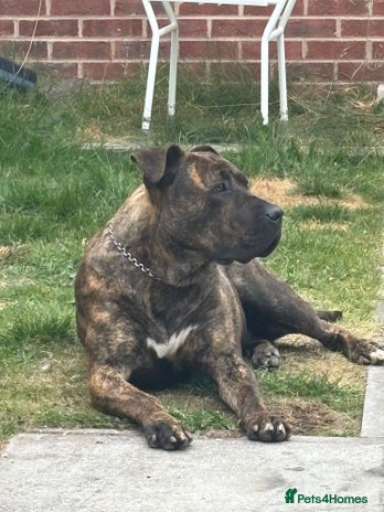 Presa Canario dogs - Advert 3