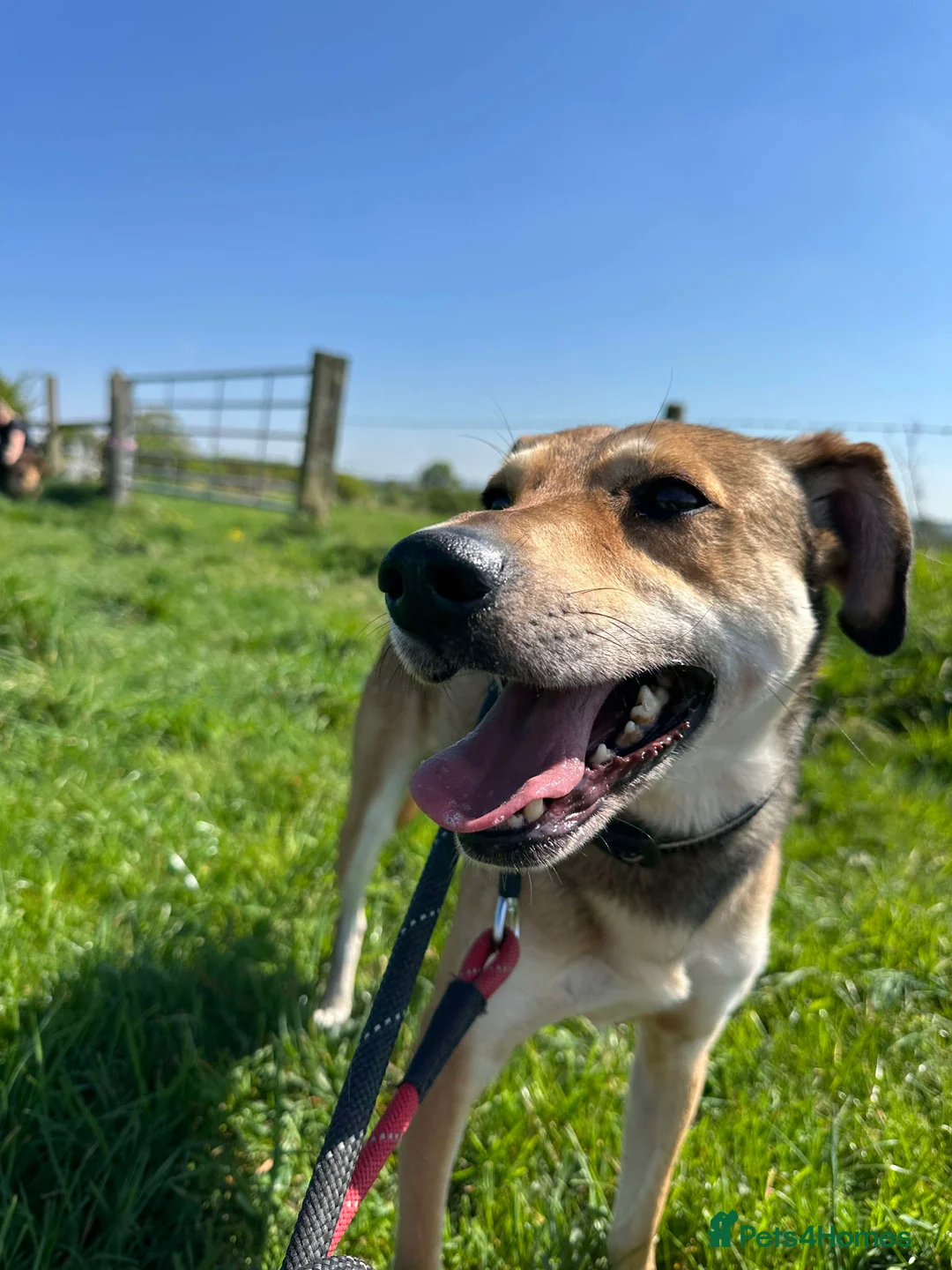 Mixed Breed dogs for adoption: Meet Barney, currently residing in Cheshire  in Nantwich - Advert 14