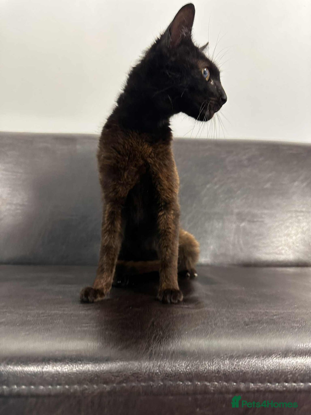 Mixed Breed cats for adoption: Zena for adoption - Advert 7