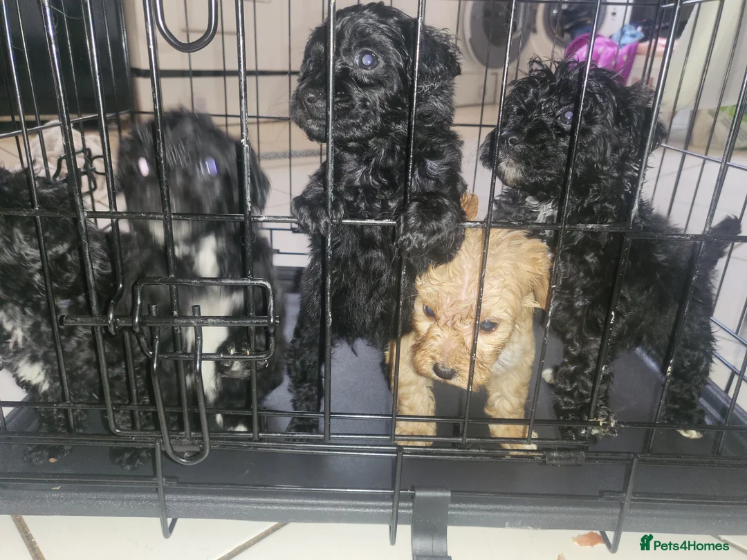 Cockapoo dogs for sale: Beautiful cockapoo  - Advert 11