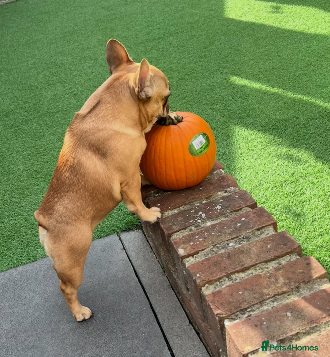 French Bulldog dogs for sale: French bulldog girl - Advert 3