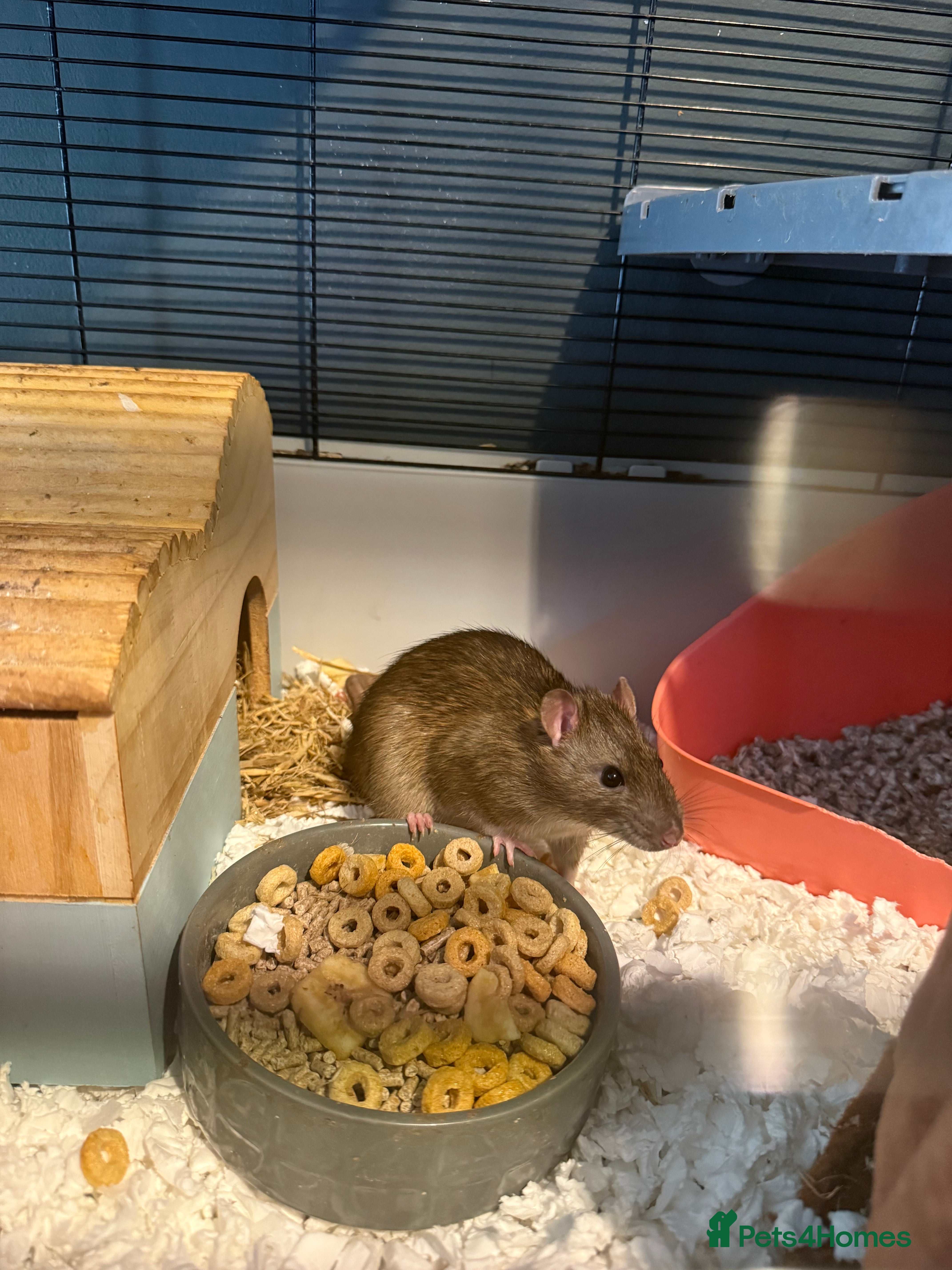 Rat rodents 3 male rats with cage - Advert 1