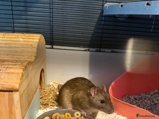 Rat rodents 3 male rats with cage - Advert 1