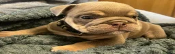 English Bulldog dogs for sale: Rare opportunity- grandpups of Burleybullz Nemesis - Advert 4