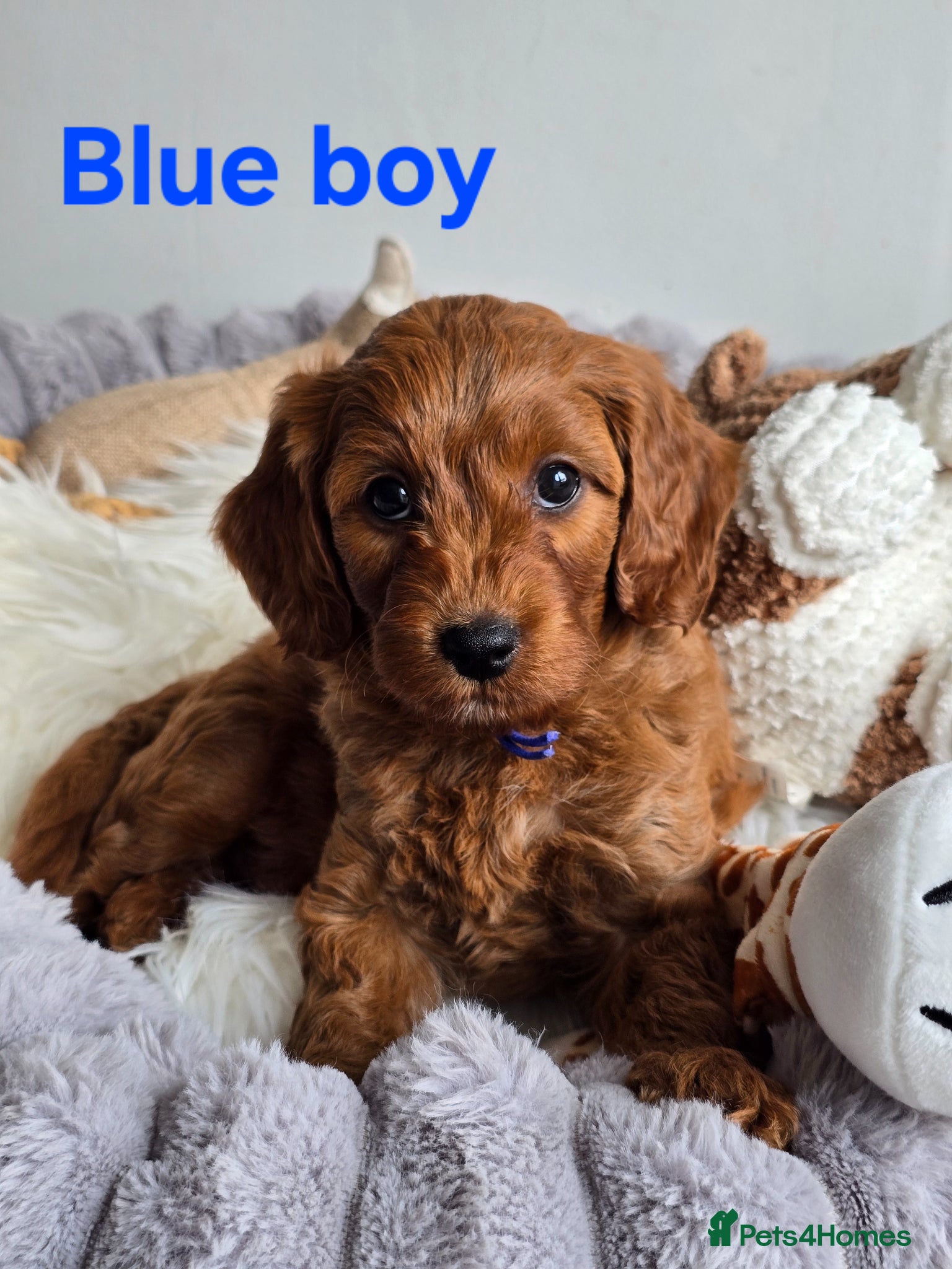Cavapoo dogs ❤️Cavapoo F1b❤️ DNA tested  - Advert 2