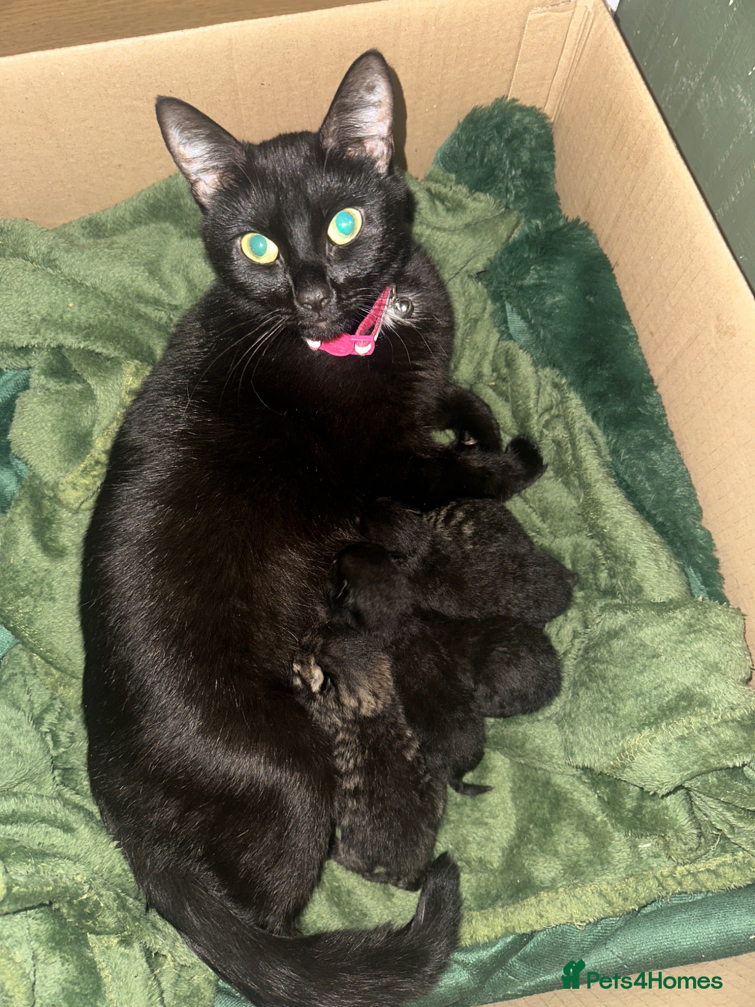 Mixed Breed cats 5 beautiful black and tabby kittens  - Advert 5