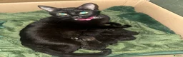 Mixed Breed cats for sale: 5 beautiful black and tabby kittens  - Advert 1