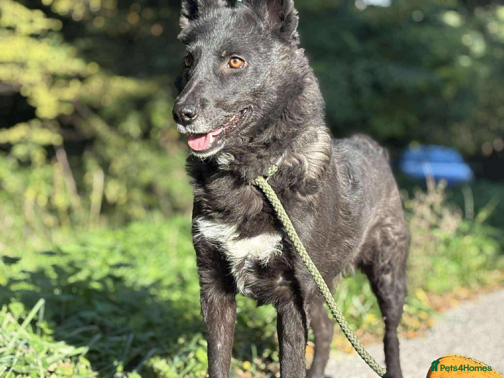 Mixed Breed dogs 💕 Nessa 💕 - Advert 1