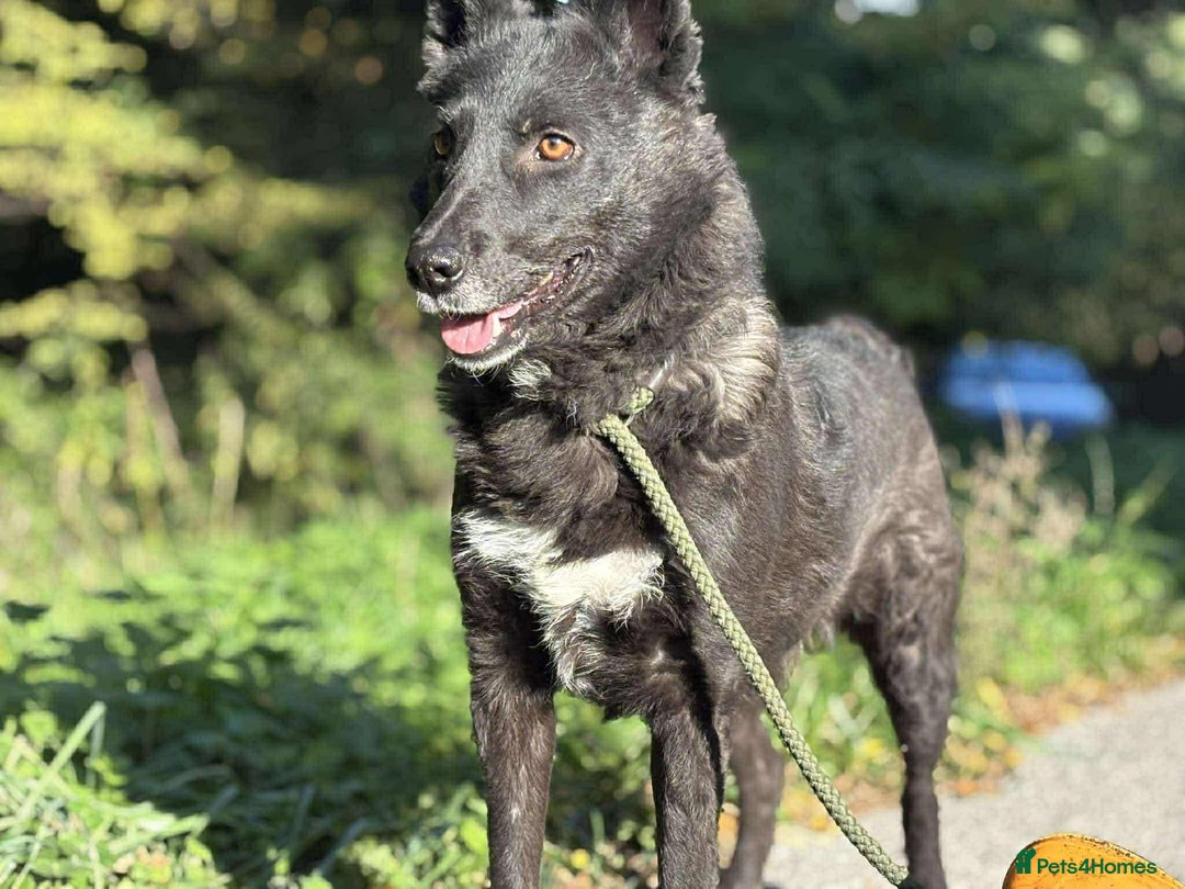 Mixed Breed dogs for adoption: 💕 Nessa 💕 - Advert 1