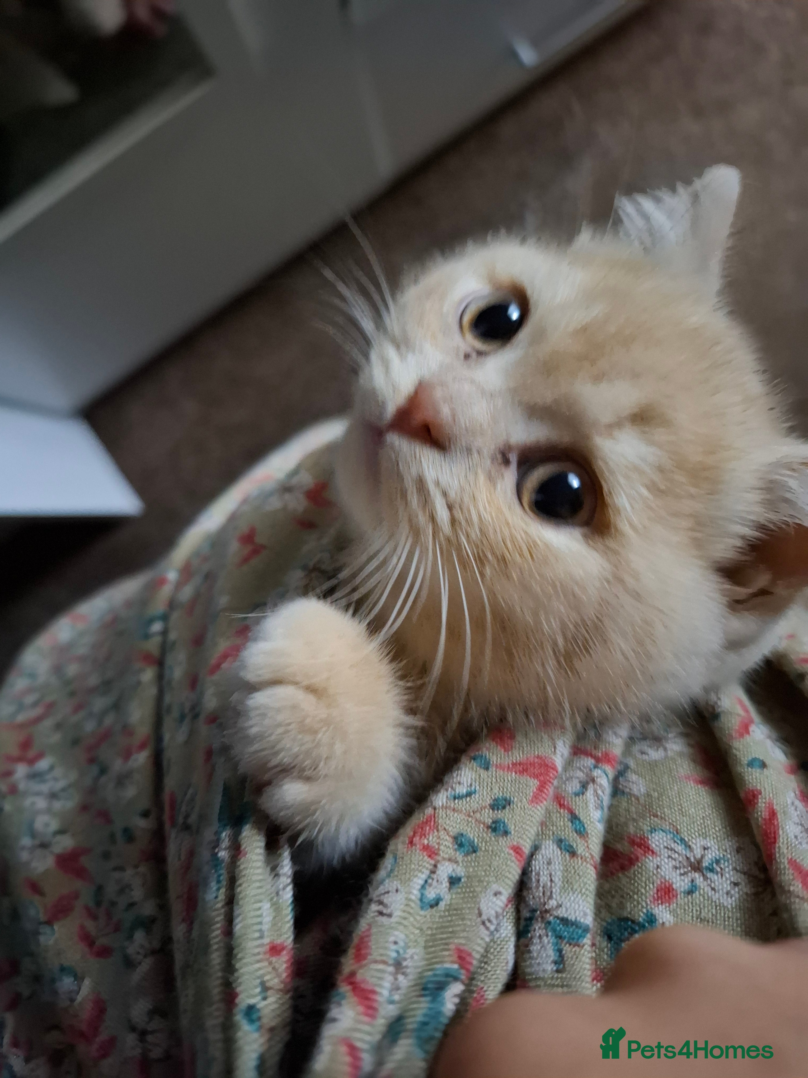 British Shorthair cats Lovely purebred male British Shothair  - Advert 1