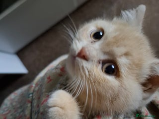 British Shorthair cats Lovely purebred male British Shothair - Advert 1