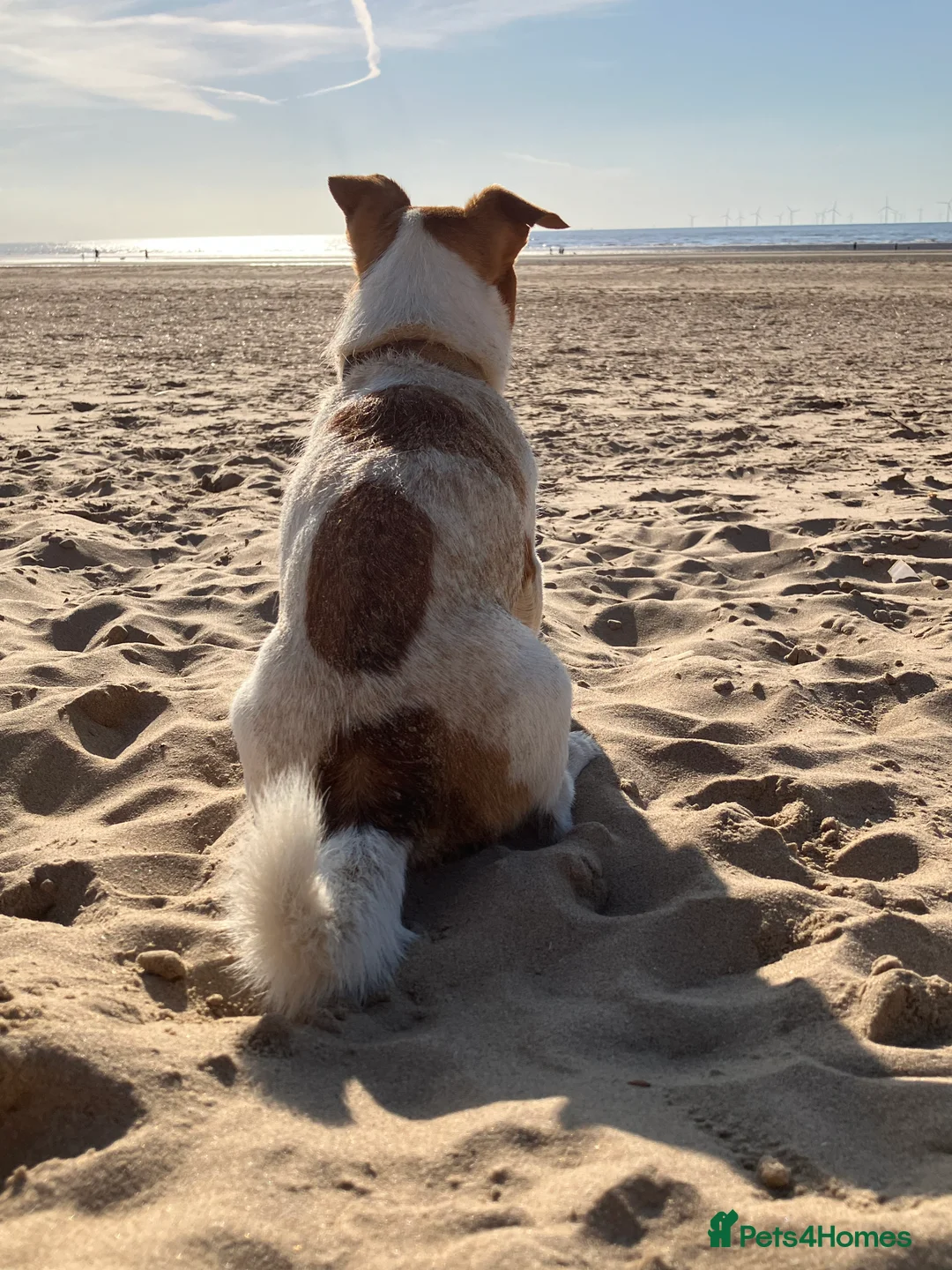 Jack Russell dogs for stud: Ronnie the jack russell for stud only.  in Stone - Advert 19