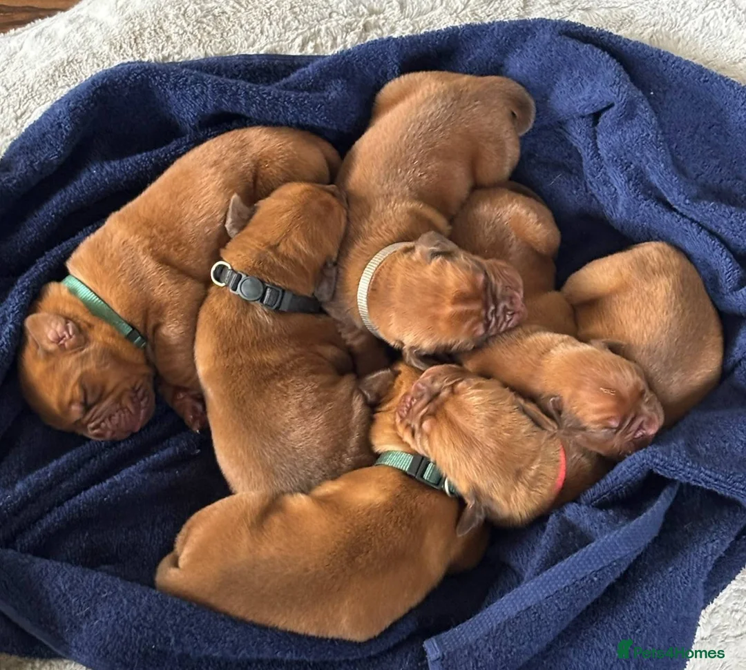Dogue De Bordeaux dogs for sale: Raised with Care and Devotion – Our Dogue Puppies - Advert 2