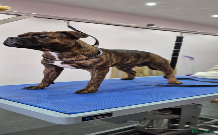 Staffordshire Bull Terrier dogs - Advert 6