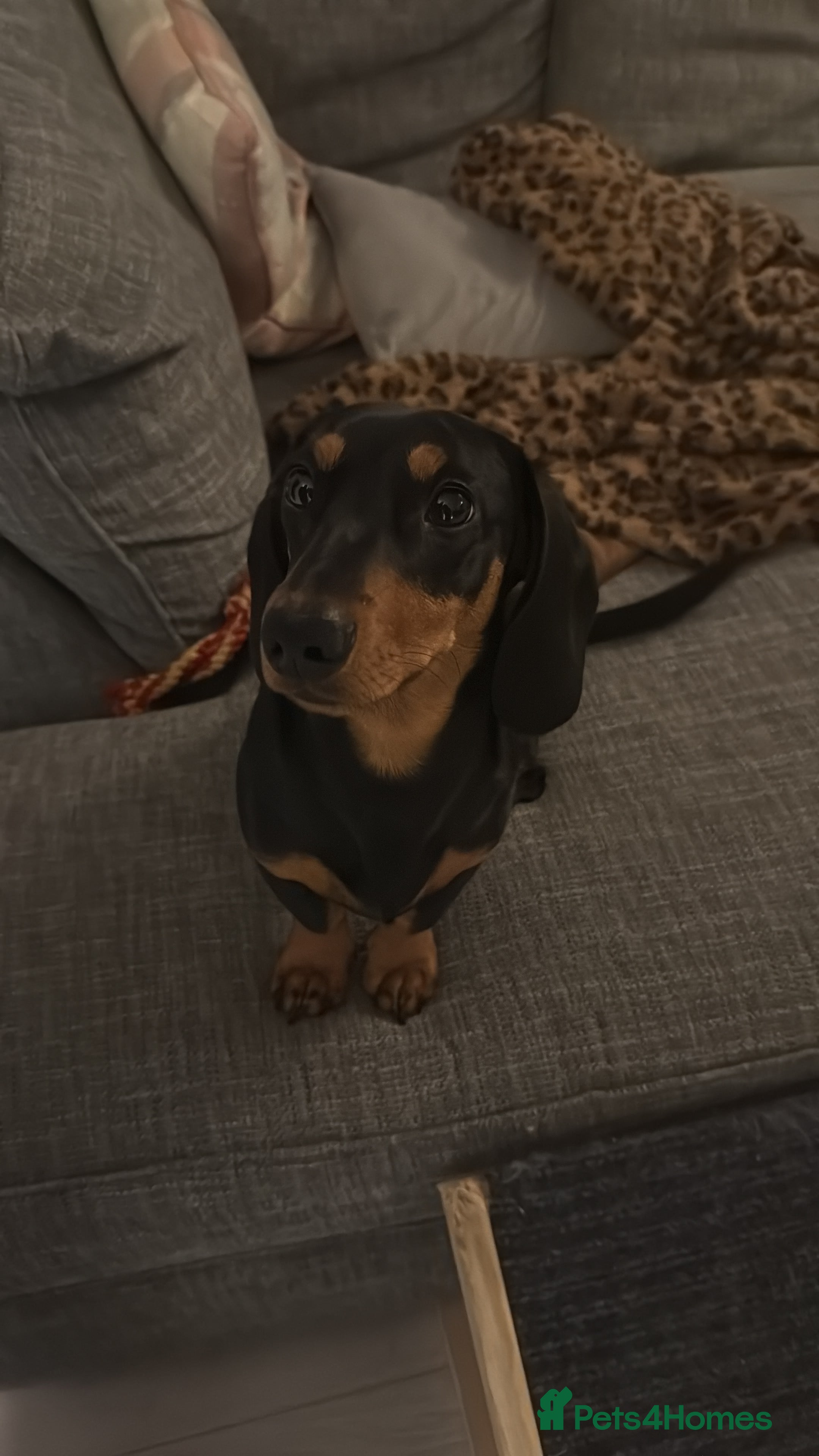 Dachshund dogs Kenny - Advert 1