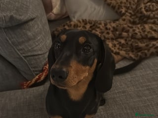 Dachshund dogs Kenny - Advert 9