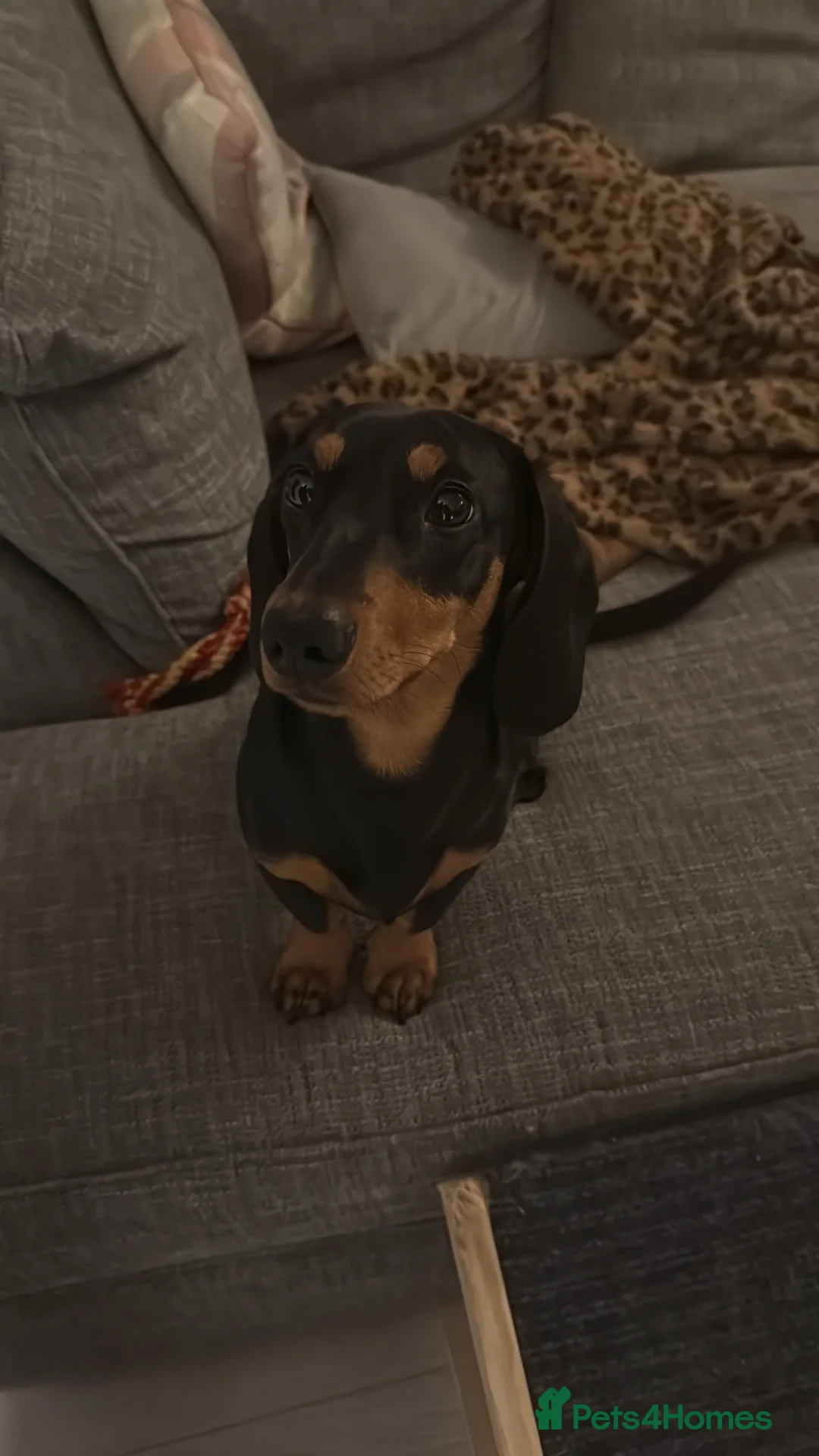 Dachshund dogs for sale: Kenny - Advert 1