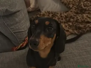 Dachshund dogs Kenny - Advert 19