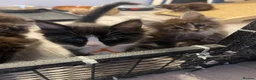 Maine Coon cats for sale: Maine coon - Advert 5