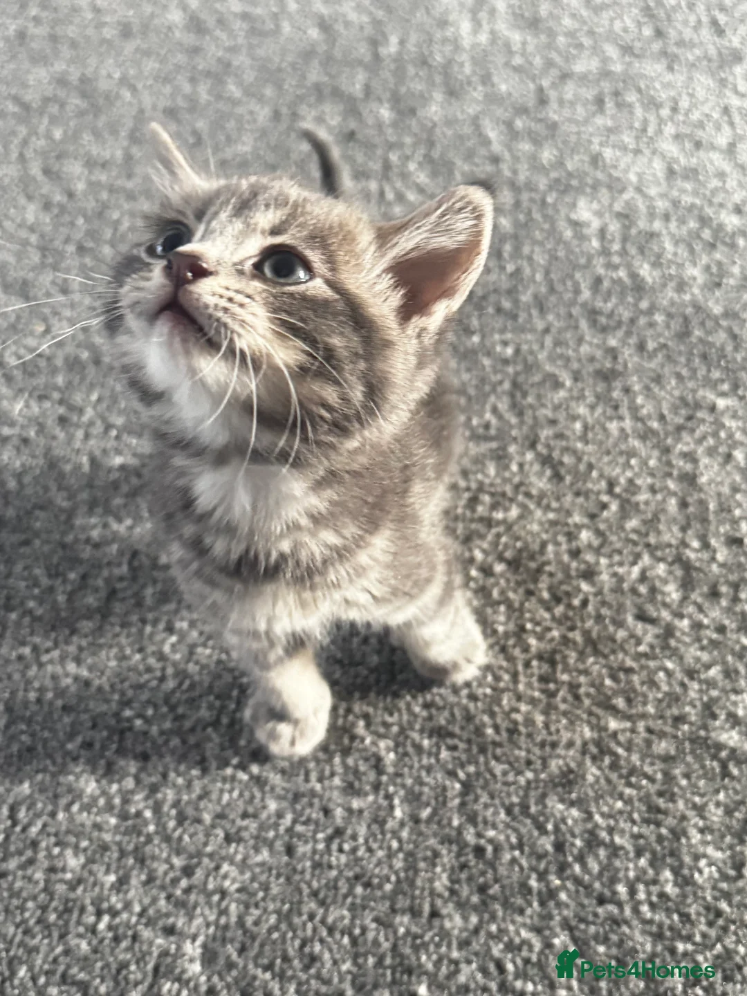 British Longhair cats for sale: Kittens - Advert 11