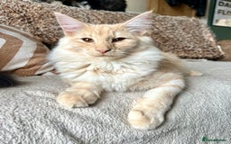 Norwegian Forest Cat cats for sale: Full FIFe pedigree Norwegian Forest Kittens  in Normanton - Image 22