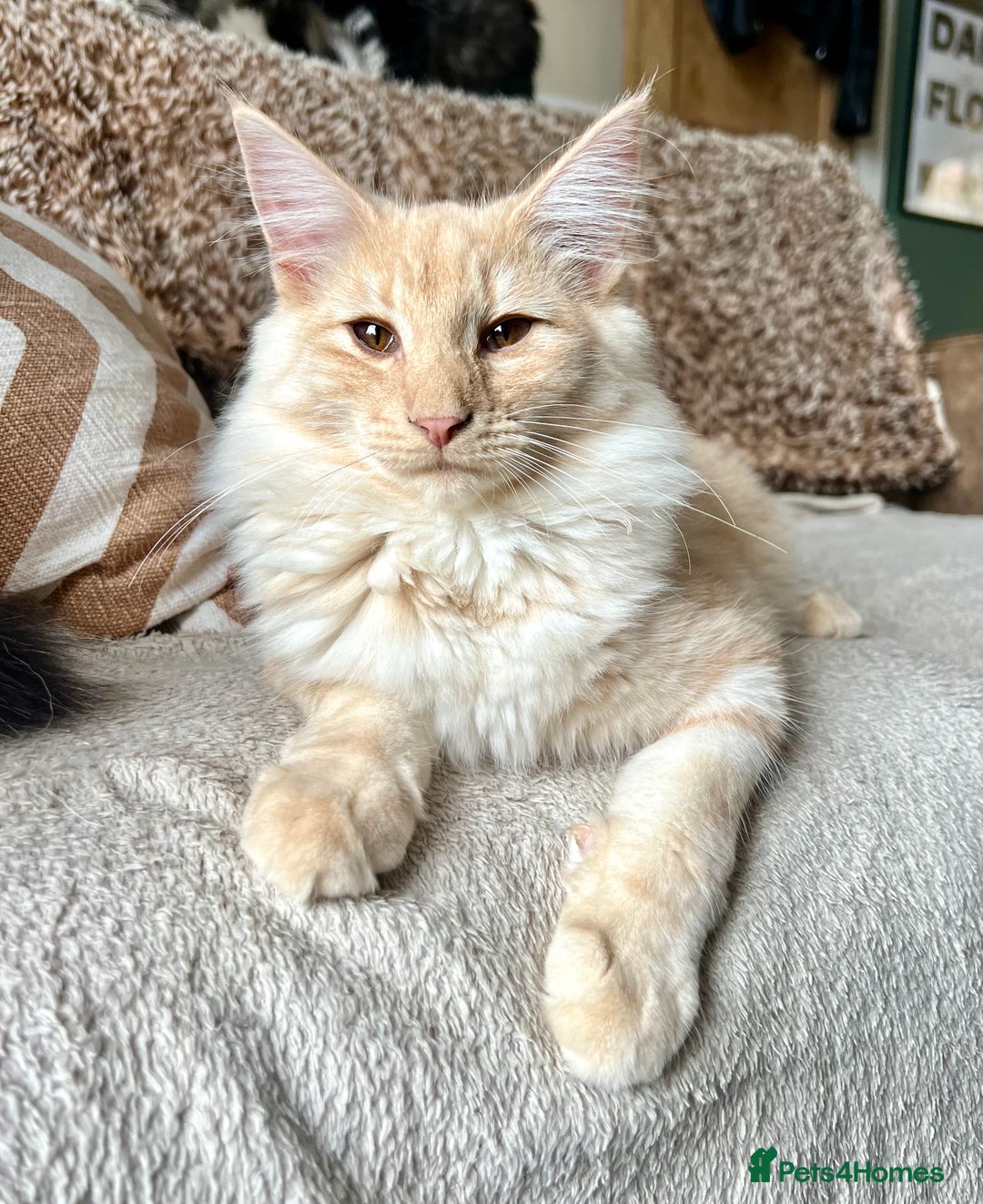 Norwegian Forest Cat cats for sale: Full FIFe pedigree Norwegian Forest Kittens  in Normanton - Image 22
