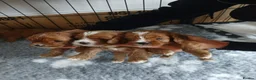 Cavapoo dogs for sale: Only 1 boy left, photo 1st pic - Advert 2