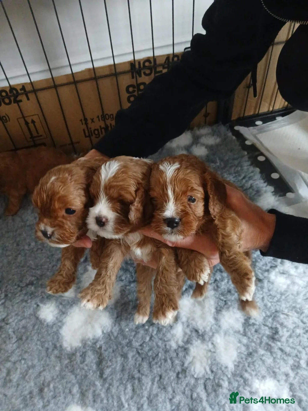 Cavapoo dogs for sale: Only 1 boy left, photo 1st pic - Advert 2