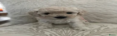Toy Poodle 2